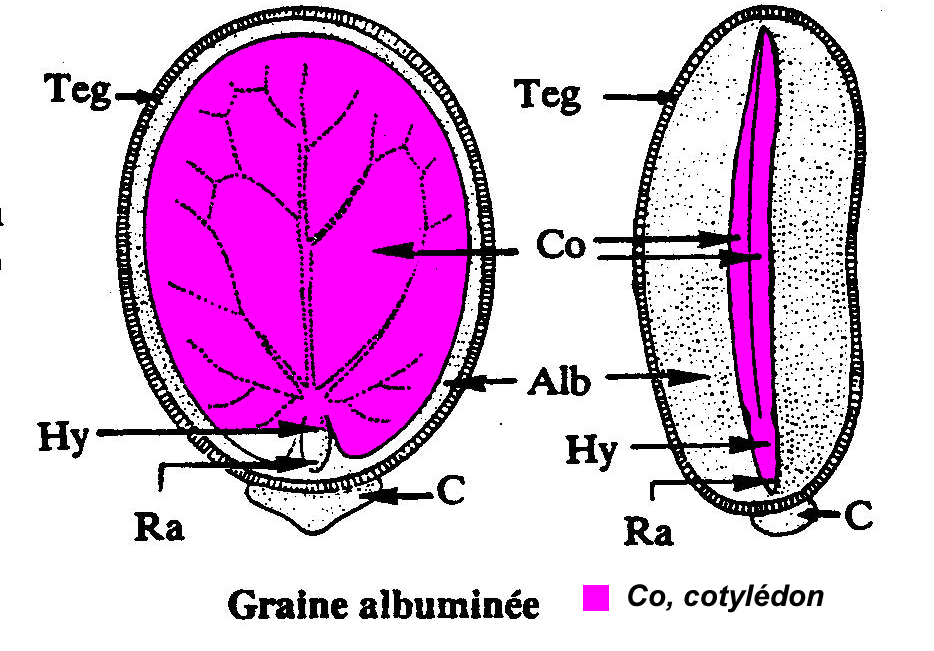 graine angiosperme 